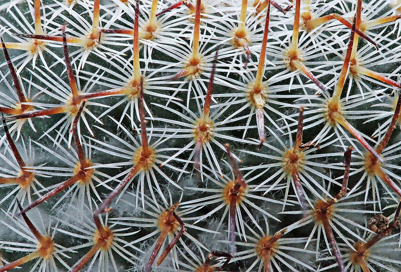 Mammillaria haageana